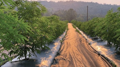 Cavu Hemp 3fmtcopy