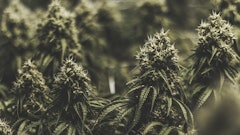 Marijuanaplantindoors Adobestock Credit Kyle Resized