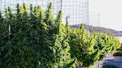 Cannabis growing at Napa Valley Fumé