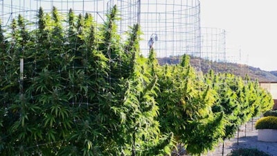 Cannabis growing at Napa Valley Fumé