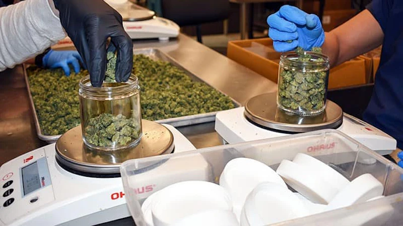 Sample File Word File Tony Lange | Cannabis Business Times