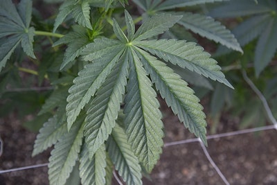 Stone Road 5 C4 C6004 Resized