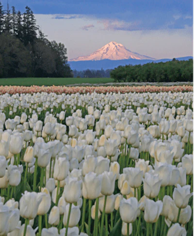 Tulipsmountains Fmt