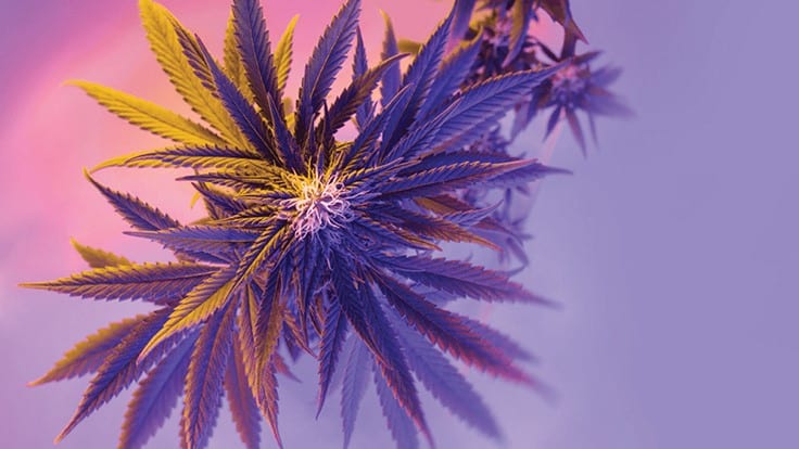 Adobestock Cannabis 1