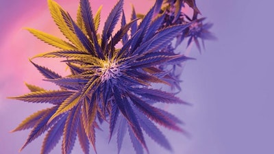 Adobestock Cannabis 1