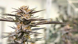 Adobe Stock293278635