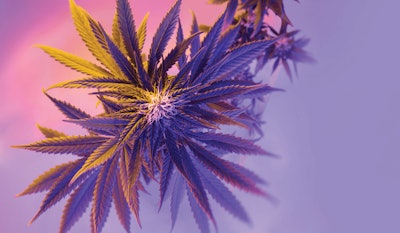 Adobe Stock 426393718 Fmt