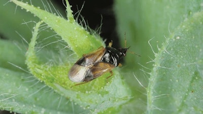 Bug