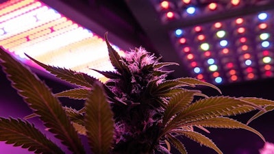 Canna Lights Adobe Stock259090179