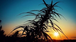 Canna Sunset Adobe Stock255082901