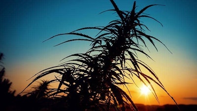 Canna Sunset Adobe Stock255082901