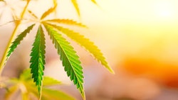 Hemp Grower Top Web Photo Template11