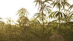 Hemp Grower Top Web Photo Template17