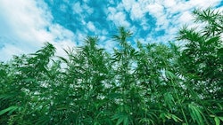 Hemp Plants Adobe Stock Bitsand Splits Resized