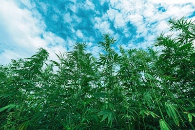 Hemp Plants Adobe Stock Bitsand Splits Resized
