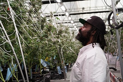 Ricky Williams Cultivation Web