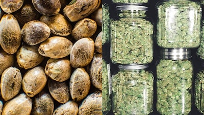 Seed Sale Adobe Stock2508371341