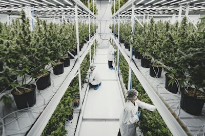 2 Pipp Horticulture Fmt