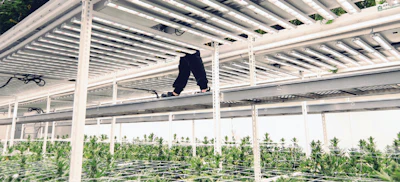 3 Pipp Horticulture Fmt