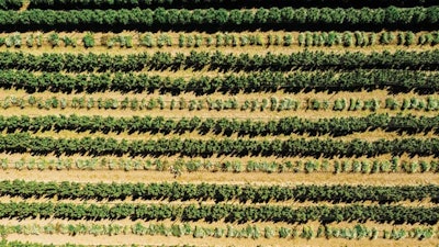 Atlas Seed Display