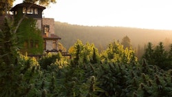The Bohemian Chemist, a sungrown cannabis operation in Philo, Calif., has partnered with other members of the Mendocino Cannabis Alliance to launch MendocinoCannabis.Shop, an online sales and delivery platform.
