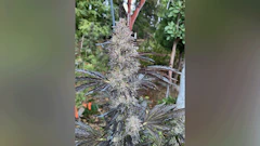 Breeders Brief 736x414