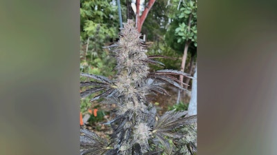Breeders Brief 736x414