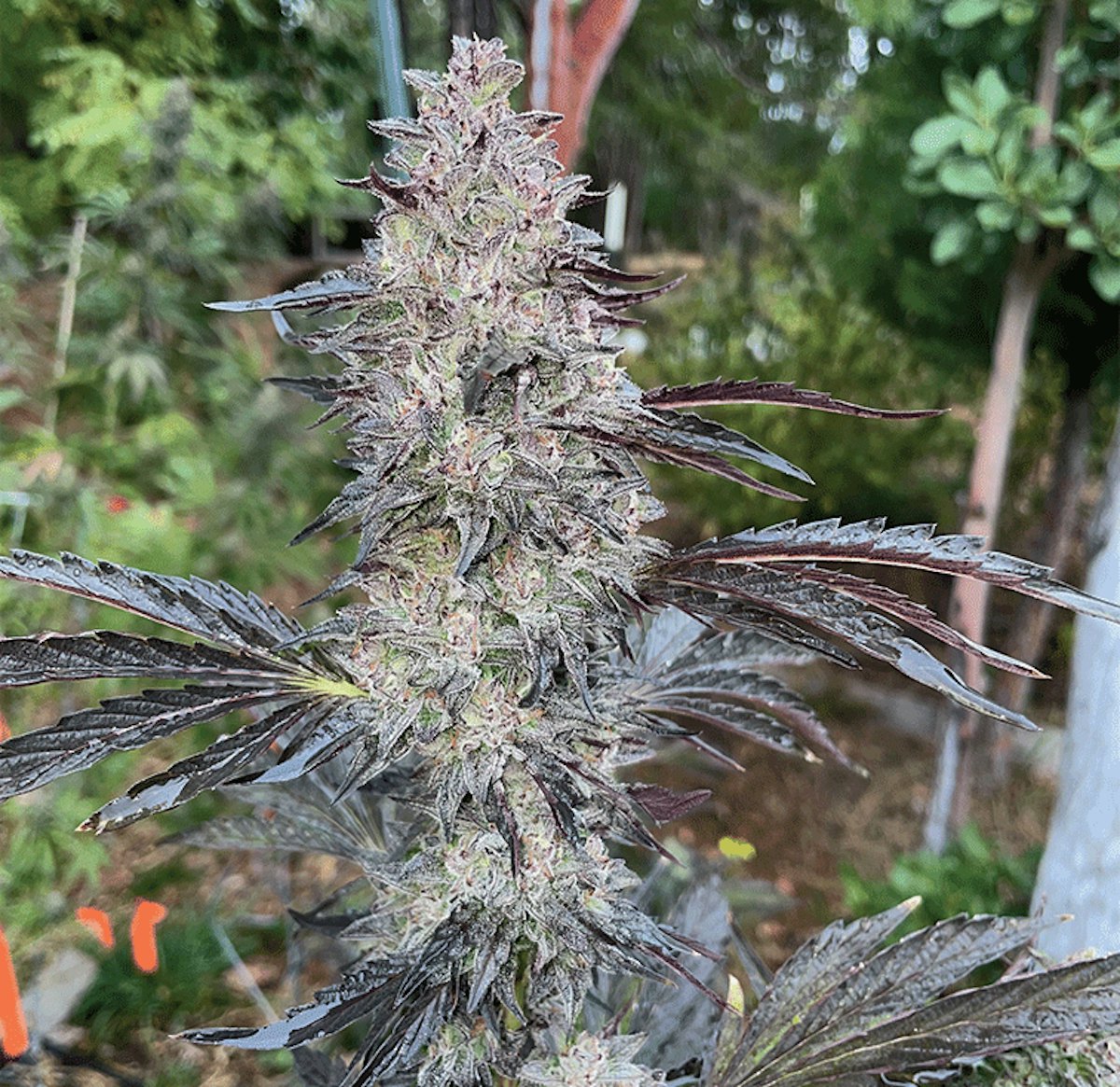 Jiffy Cake (Wedding Cake x Peanut Butter Breath) | Cannabis