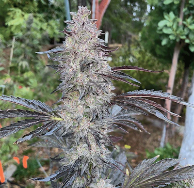 Breeders