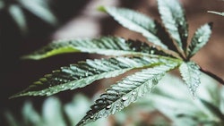 Cannabis Water Display