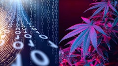 Canna Cryptomerged Adobe Stock428901762