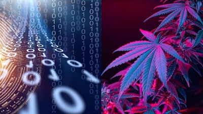 Canna Cryptomerged Adobe Stock428901762
