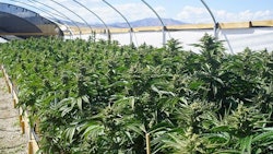 Canna Hoop House Adobe Stock117842746