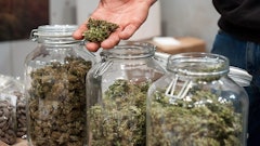 Canna Jar Adobe Stock2466294311