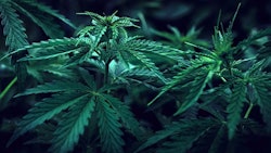 Cannamich Adobe Stock175859809