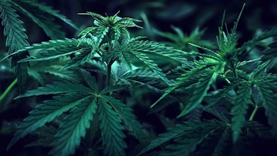 Cannamich Adobe Stock175859809