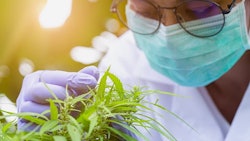 Canna Research Adobe Stock2849620411