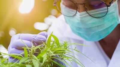 Canna Research Adobe Stock2849620411
