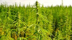 Hemp Grower Top Web Photo Template23