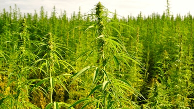 Hemp Grower Top Web Photo Template23
