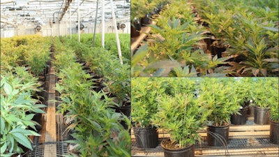 Hemp greenhouse. Pathogen propagules can spread through air currents, equipment and tools, potting media, water, and people. Photo of a commercial hemp greenhouse in Kentucky.