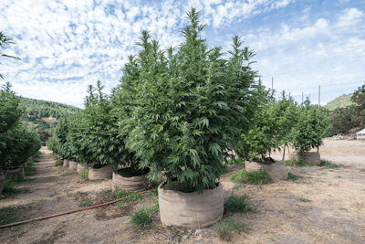 Honey Dew Farm Fmt