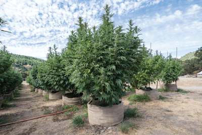 Honey Dew Farm Fmt