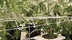 Hydroponic Cannabis