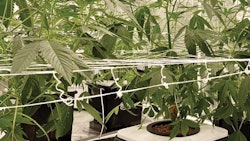 Hydroponic Cannabis