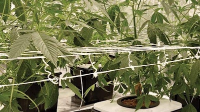 Hydroponic Cannabis