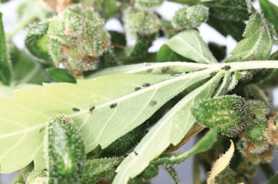 I Stock 1172218448 Fmt