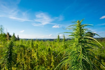 Marijuana Plants Outdoor Farm Adobe Stock Credit Dmytro Sukharevskyi Resized