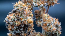 Mich Bud Adobe Stock465657087