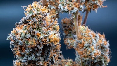 Mich Bud Adobe Stock465657087